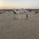 بكره لقيه للبيع