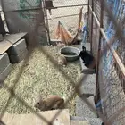 ارانب للبيع ب150 كلها خمس اناثي وذكر تقريبا