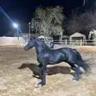 مربط اسطبل درة نساح للخيل العربيه غرب الرياض
