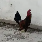 ديك بلدي
