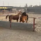 فرس واهو فاخرة ومعها مهر واهو