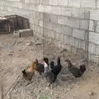 دجاج بلدي بياض
