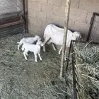 رفيديه متبع