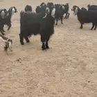 للبيع فحل عارضي