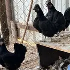 طقم دجاج كويتي اسود حجم صغير