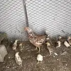 دجاجه عليه 11فرخ