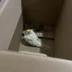 كروان بحي الفيحاء