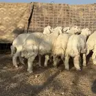 للبيع بهم حريات طيب ومغلق شحم
