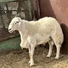 فحل حري للبيع