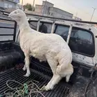 طلي للبيع