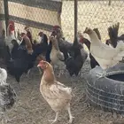 دجاج بياض
