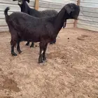 شاميات خصم جروم