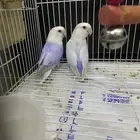 جوز روز منتج حجم ولون م شاء الله