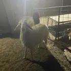 رخل نعيمي ورخل حري