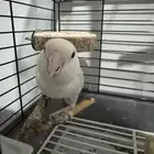 طير روز اليف جدا مع كامل اغراضه