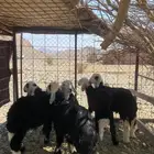 طليان نجد   العدد 5 - الموقع العيص