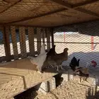 دجاج بلدي وبراهما