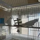 كروان البينو عيون حمر