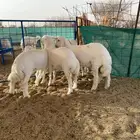 رخال ذبايح