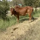 بقره لقحه