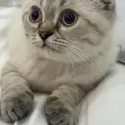 قط سكوتش 600 ريال