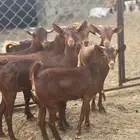 جفار دهم تأسيس مراح