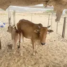 بقرح ولود تحتها ذكر حليب وافر الموقع شرق المظيلف
