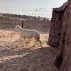 مشروع فحل حري