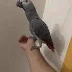 ببغاء كاسكو