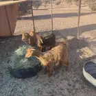 تيسين و عناف