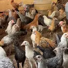 دجاج بشاير عمر 3 شهور