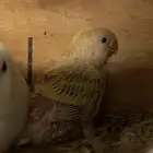 فرخ روز للبيع