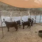 معزاء عوارض