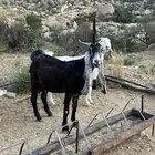 معزاء صنف للبيع