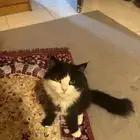 للبيع قطط فارسي