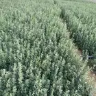 برسيم صافي قت الربطه بريال