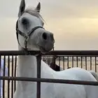 حصان واهو البيع عجل