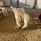 طليان ذبايح حريه وسواكني ونجدي