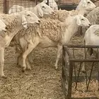 غنم حريات مراح