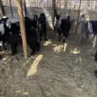 جفار مقنوي للبيع