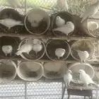 حمام فرنسي جامبو