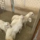طليان كفو للبيع