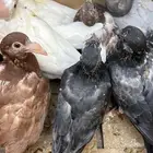 فروخ حمام ذبح سمان وصحه شرط فيه ثنتين فرنسيات