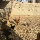 ديك بلدي ترثه ومعه مفرخه