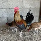 دجاج بلدي اصيل للبيع