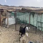 عنز عوده