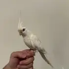 كروان البينو اليف