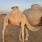 قعود عمره 8 شهور فل