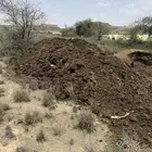 للبيع سماد بقر
