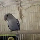 ببغاء روز أليف جدا